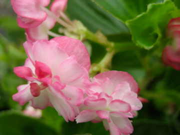 B. ‘Cherry Blossom’